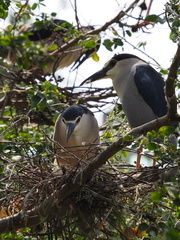 Nycticorax nycticorax