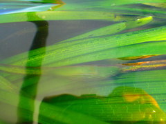 Phyllaplysia taylori