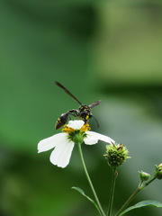 Phimenes flavopictus formosanus