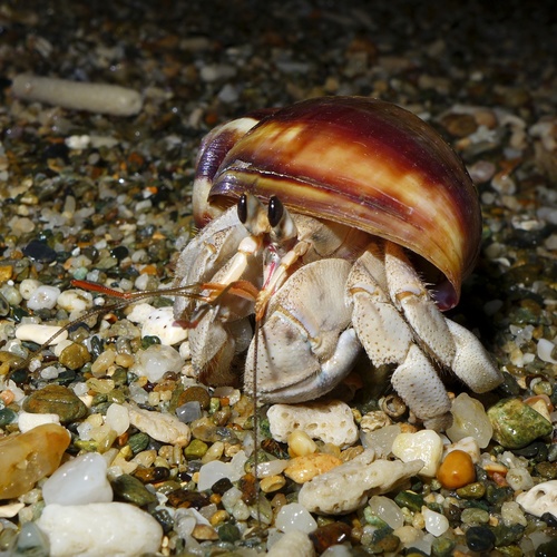 Tawny Hermit Crab, photo 8 of 8