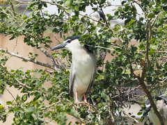 Nycticorax nycticorax