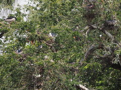 Nycticorax nycticorax