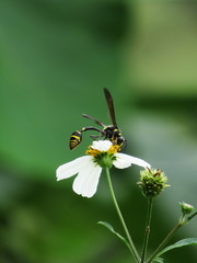 Phimenes flavopictus formosanus