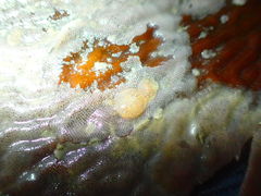 Corambe
