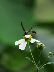 Phimenes flavopictus formosanus