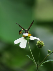 Phimenes flavopictus formosanus
