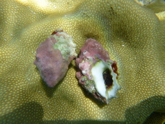 Drupella cornus image