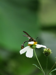 Phimenes flavopictus formosanus