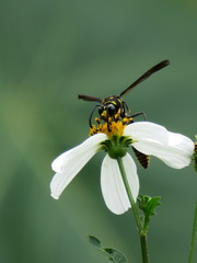 Phimenes flavopictus formosanus