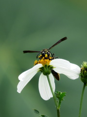 Phimenes flavopictus formosanus