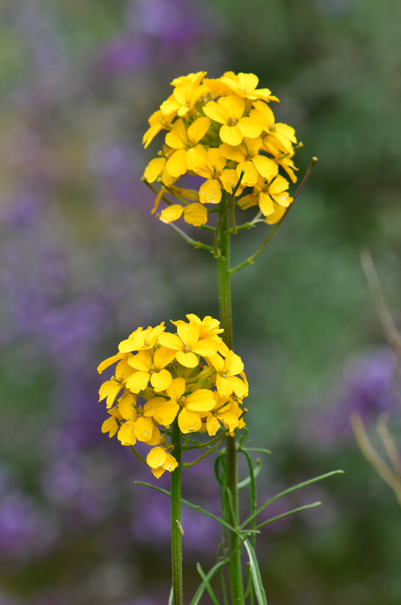 Santa Cruz wallflower Erysimum teretifolium iNaturalist United