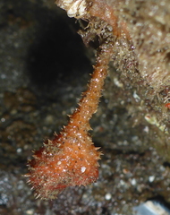 Boltenia villosa
