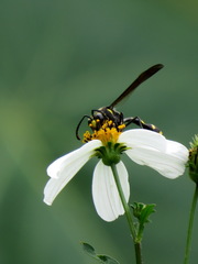 Phimenes flavopictus formosanus