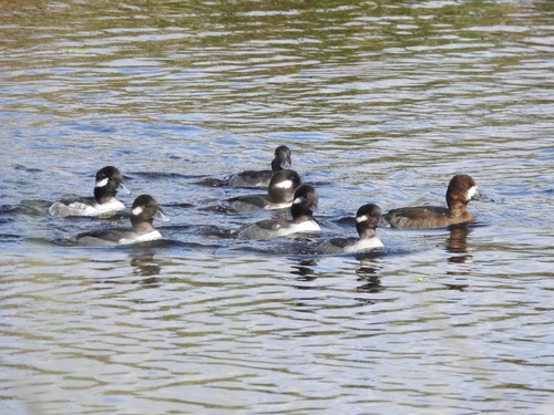 Bufflehead photographed in Florida