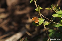 Asterocampa idyja argus