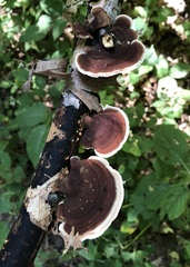 Steccherinaceae