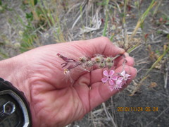 Silene gallica