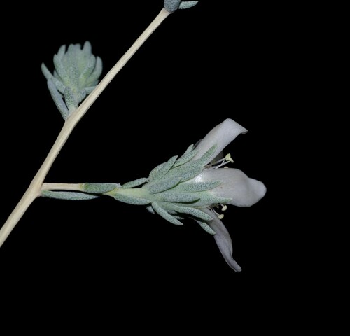 Reaumuria vermiculata