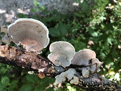 Steccherinaceae