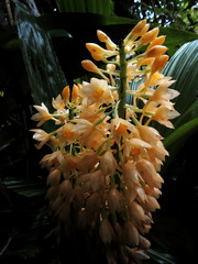 Calanthe formosana