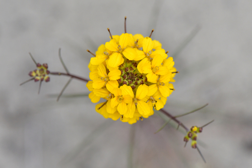 Santa Cruz wallflower Erysimum teretifolium iNaturalist United