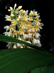 Calanthe formosana
