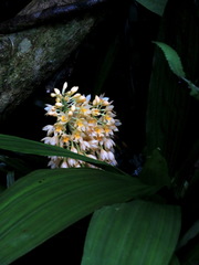 Calanthe formosana
