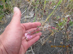 Silene gallica