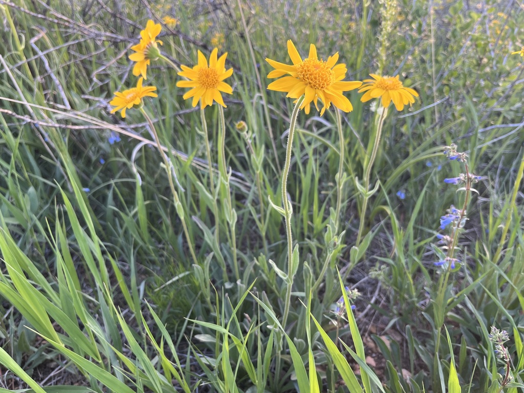 hillside arnica