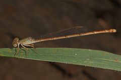 Ceriagrion glabrum