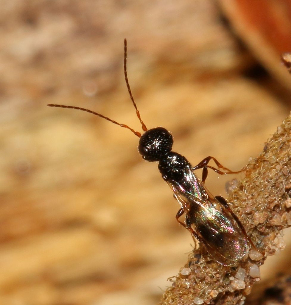 Dinapsis