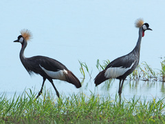 Balearica regulorum regulorum