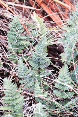 Image of Cheilanthes eckloniana by (c) Tony Rebelo, some rights reserved (CC BY-SA)