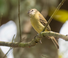 Planalto Tyrannulet photo 4