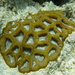 角菊珊瑚屬 - Photo 由 mwamlavya 所上傳的 (c) mwamlavya，保留部份權利CC BY-NC