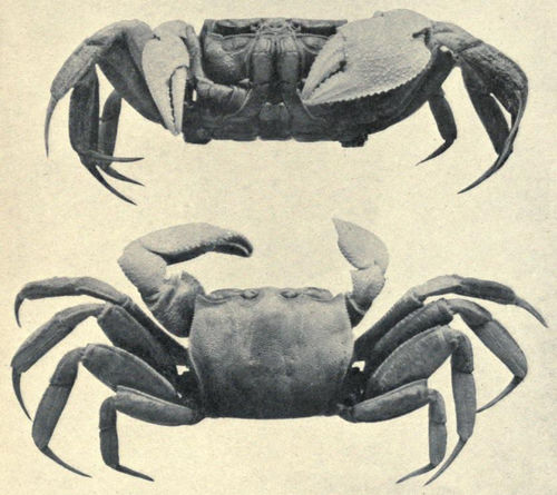 Gulf Ghost Crab