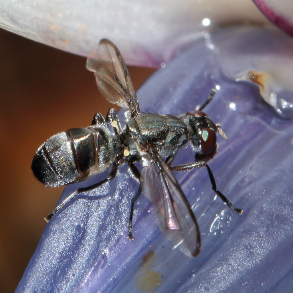 Plagiostenopterina submetallica