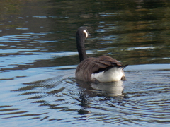 Branta canadensis image