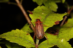 Sericospilus