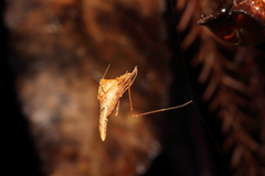 Rhomphaea urquharti