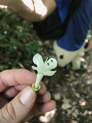 Oxera amicorum observed 2018-11-12