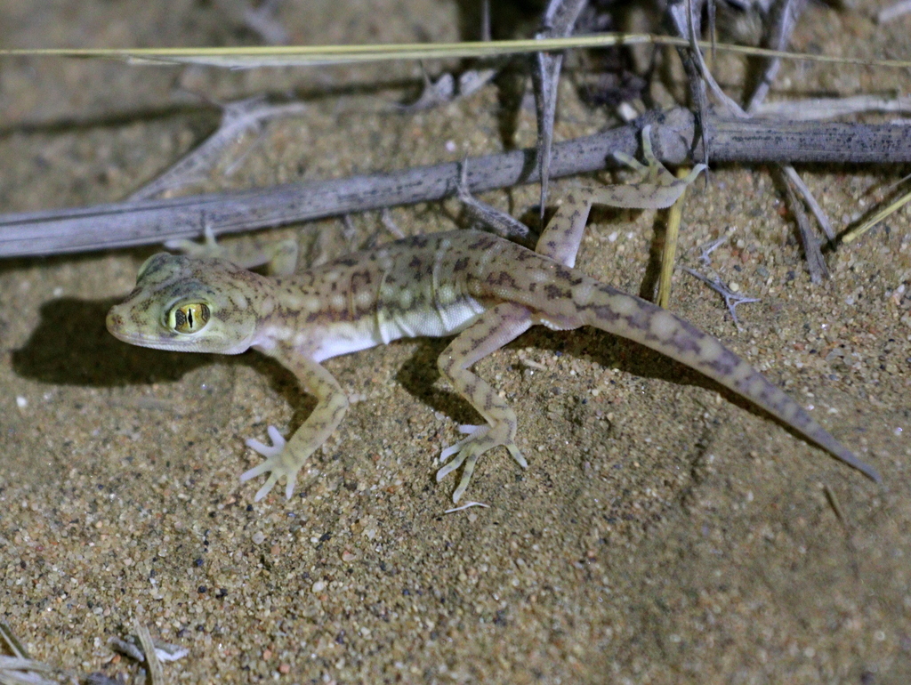 Yemen Short-Fingered Gecko