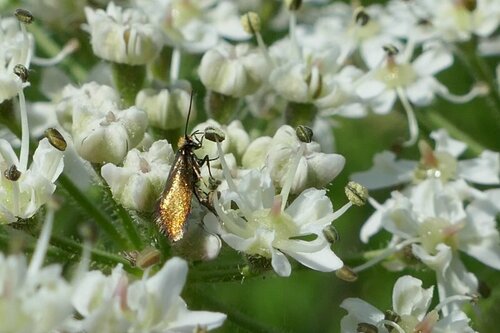 Micropterix calthella