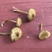 Inocybe lacera lacera - Photo (c) Ron Kerner, some rights reserved (CC BY-NC), uploaded by Ron Kerner
