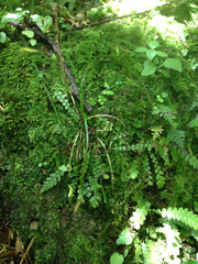 Blechnum membranaceum
