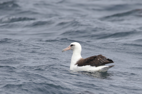 Laysan Albatross