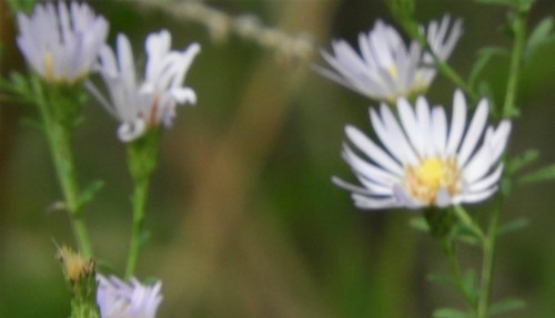 Symphyotrichum dumosum var. dumosum