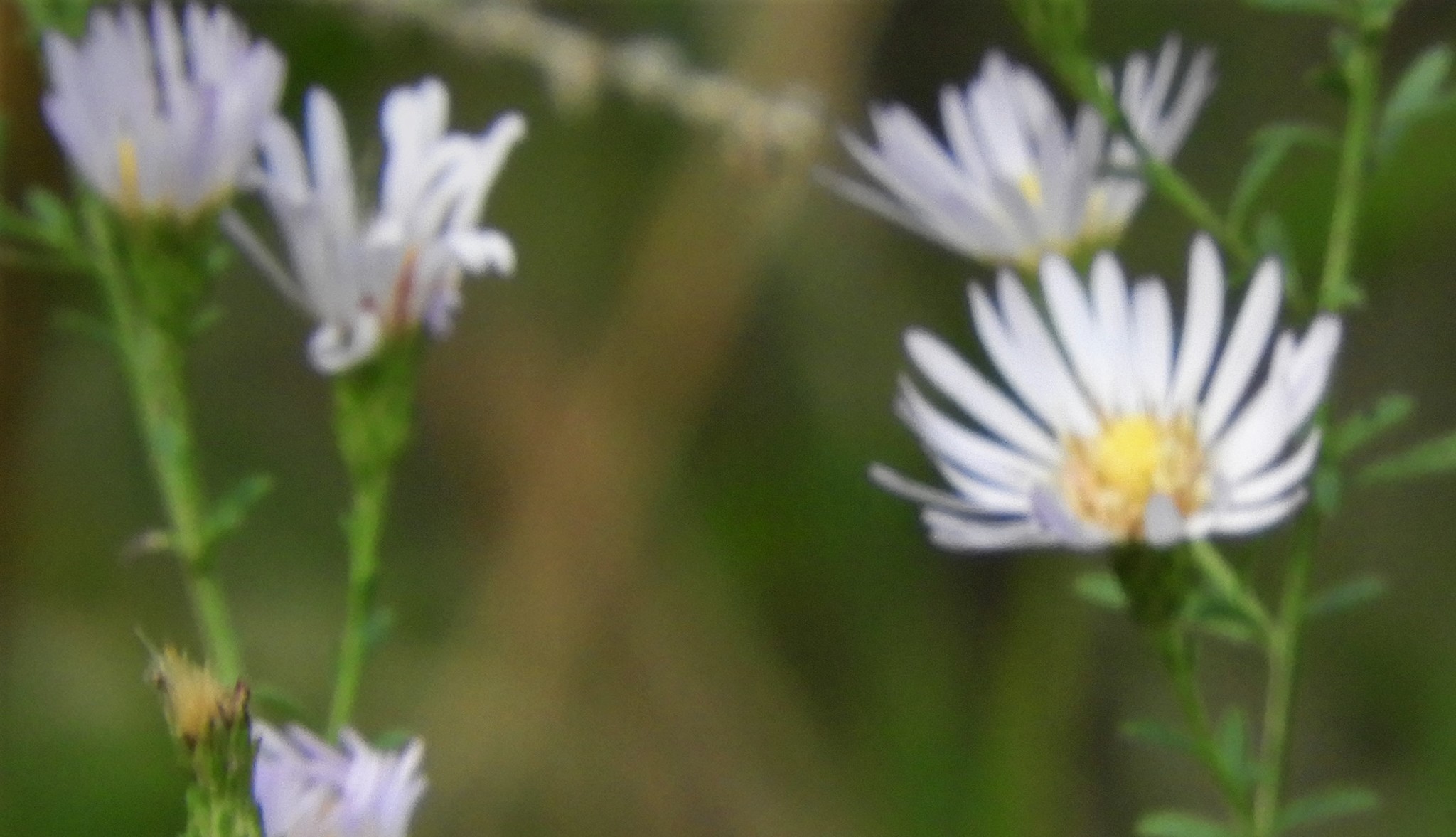 Symphyotrichum dumosum var. dumosum