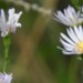 Rice Button Aster - Photo (c) sandy bauerschmidt, some rights reserved (CC BY-NC), uploaded by sandy bauerschmidt