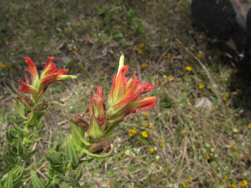 Castilleja auriculata (Castilleja auriculata)